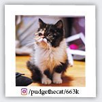 pudgethecat