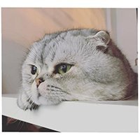 rokuthecat