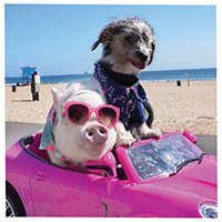 hamlet_the_piggy