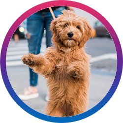 thedogist