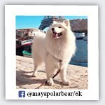mayapolarbear