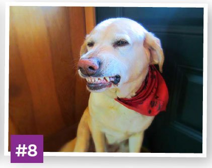 Denver-the-Guilty-Dog