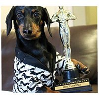 crusoe_dachshund