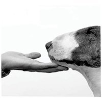 nevillejacobs
