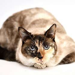 Lying-Cat
