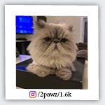 2pawz