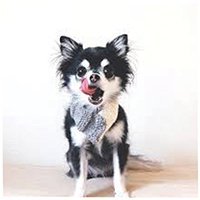 dog_dada