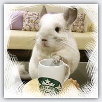 BuBu The Chinchilla