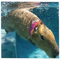 joejoe_the_capybara