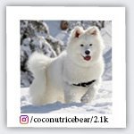 coconutricebear