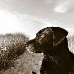 Dog-Enjoying-The-View