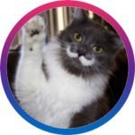 hamilton_the_hipster_cat-150x150