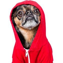 Dog-With-Jacket