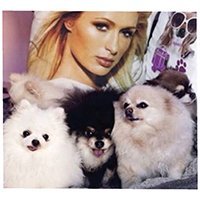 hiltonpets