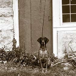 Dog-Outside-Home
