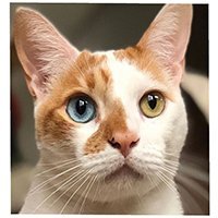 richard_kitty