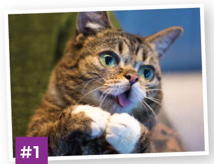 Lil-BUB