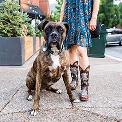 Boxer-With-His-Owner