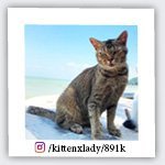 kittenxlady