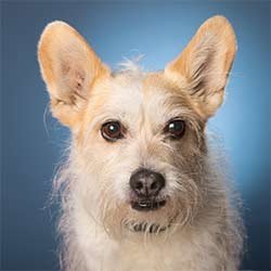 Scruffy-Mix-With-Corgi