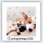 dogtextings