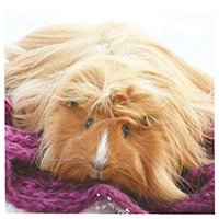 miracle.piggies