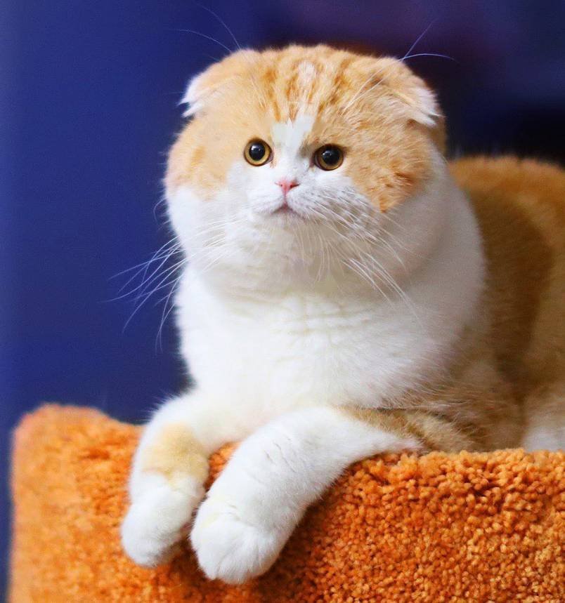 Waffles the cat