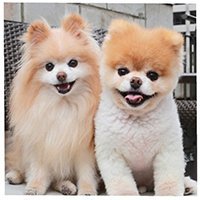 buddyboowaggytails