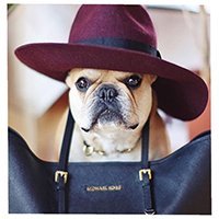 cesar_frenchie