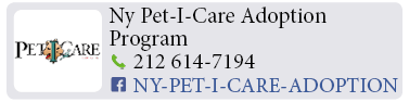 Adoption-Center-NYC40