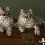 Bob_and_louie