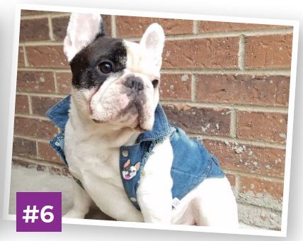 Manny-the-Frenchie