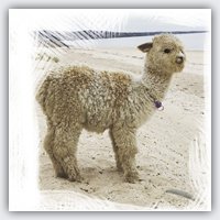 Alfie The Alpaca
