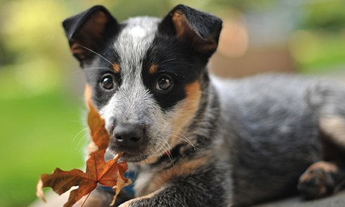 australian-dog