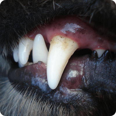 No-Brush Solutions to Fight Bad Pet Breath