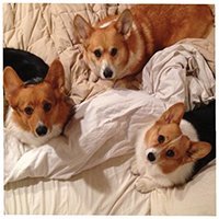 threecorgis