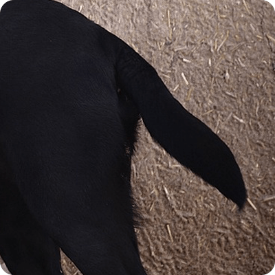 What Does Pet's Tail Speaks?