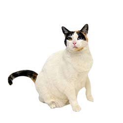 White-Cat