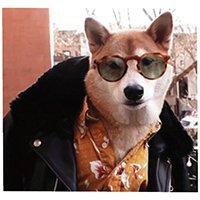 mensweardog