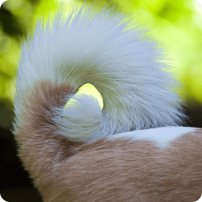 Pet's Tail Fractures