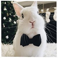veryfatrabbit