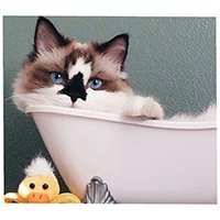 albertbabycat