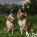 Allisterr_and_Romulus