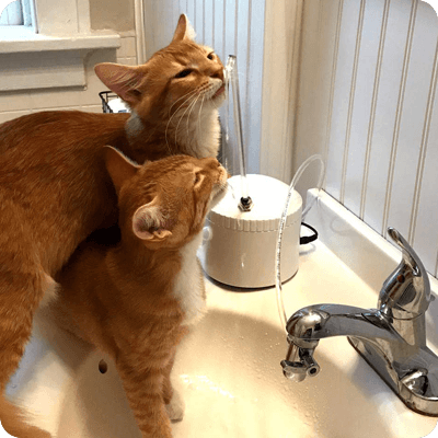 AquaPurr Cat Fountain