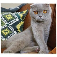 millathecat