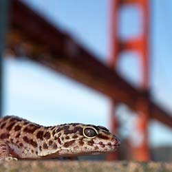 Burmese-python