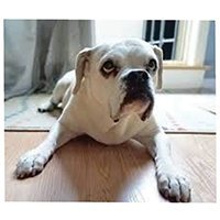 leila_the_bullboxer
