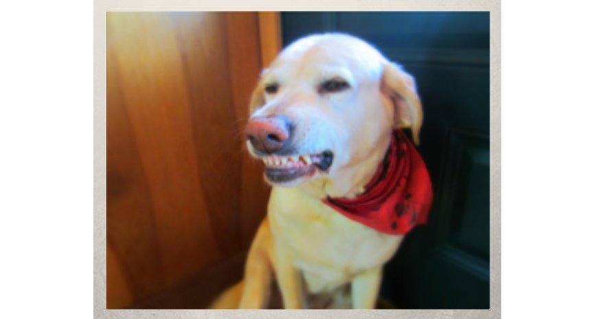 Denver the Guilty Dog