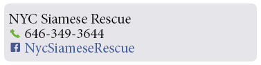 Adoption-Center-NYC44