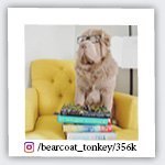 bearcoat_tonkey